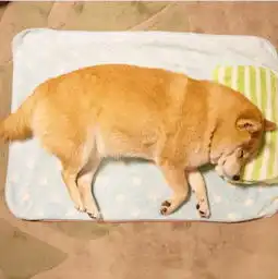  一组图片,让你瞬间明白养柴犬与哈士奇的差别,网红狗都不好养呀