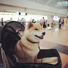 小柴犬头像高清可爱