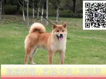  图哪里出售柴犬纯种柴犬多少钱成都宠物狗