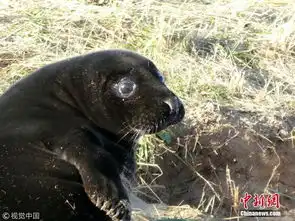  黑化海豹宝宝身披裘皮黑大衣满满贵妇范