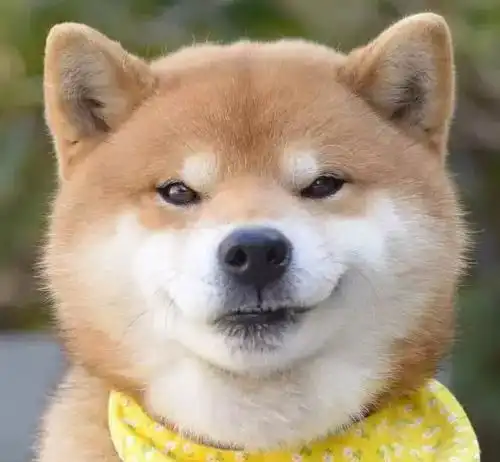  没看到这只柴犬之前,我以为哈士奇表情包是最多的