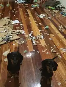  哈士奇主题吧被哈士奇拆家两月装修三次,店主心累改成柴犬主题了