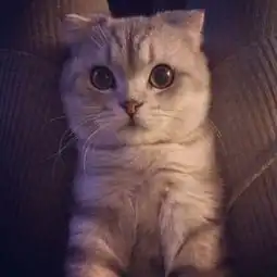  谷宝科技猫咪如何快速适应新的环境,教你几种方法
