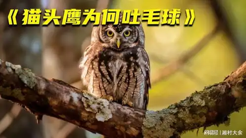 为什么猫头鹰在临死前会吐出一个毛球的东西