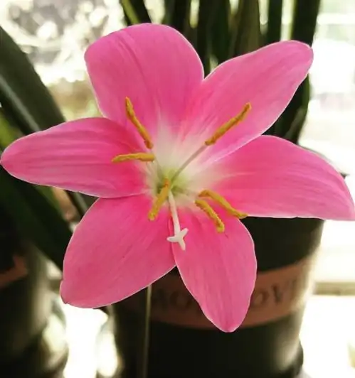  这5种漂亮花卉,好养花量还超大,一年四季花开不断