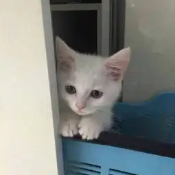  微信萌宠可爱小猫咪头像2018精选真羡慕她能被你所爱