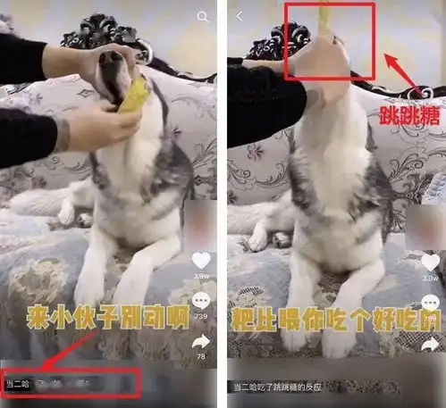  可怕的宠物大胃王吃播