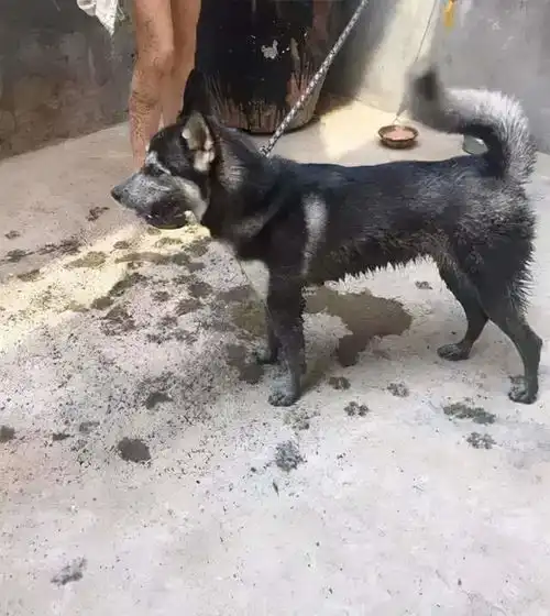  柴犬拣死老鼠回家加菜,女主人超崩溃,吓得不停摇晃拍打狗狗