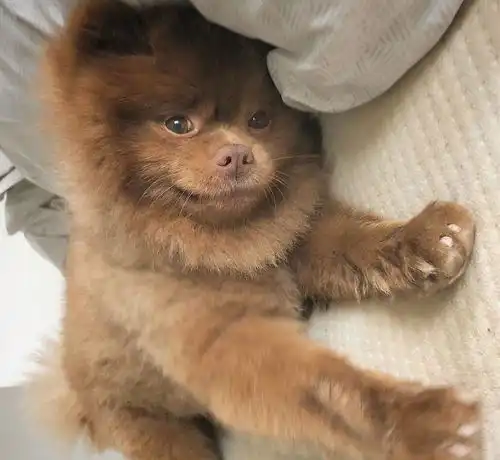  一只浑身巧克力色的小博美,这个样子真的不是熊宝宝吗