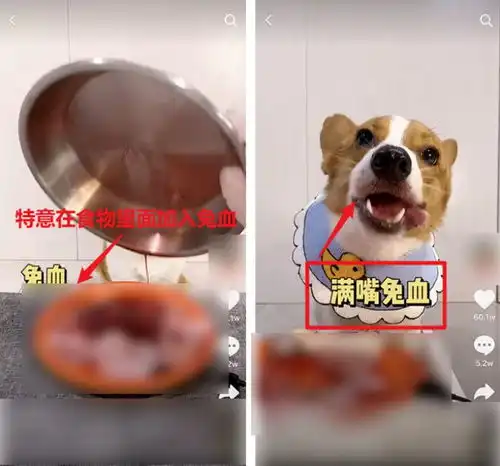  大胃王被封后,这些网红对宠物下手了