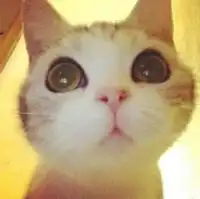 猫咪头像可爱呆萌