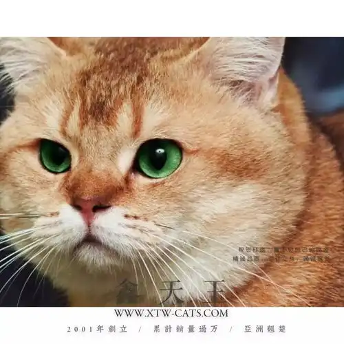  欢迎上门选猫品种齐全