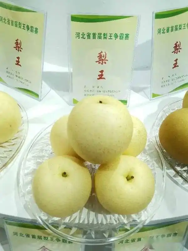  风云再起谁是梨王河北省首届梨王竟是它