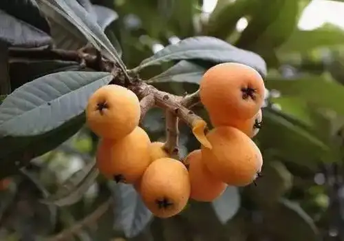 延禧攻略热播,剧中的中医梗却大错特错,这几大误区不可信
