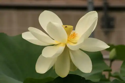  2月份,天降桃花运,爱情水逆结束,和旧爱再续旧情的4生肖