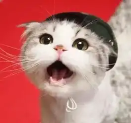  刚给猫咪做完绝育手术,主人担心它想不开,回家推开门瞬间笑喷