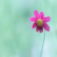  微信头像女生风景花草微信头像图片大全