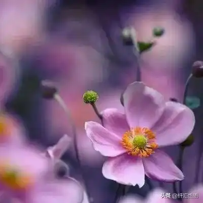  清新淡雅微信头像