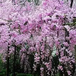  销售进口观花树种l日本樱花种子r80元一斤,支持货到付款供应商销售进口观花树种l日本樱花种子r80元一斤