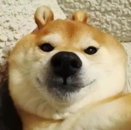  柴犬这么像人,它会进化成人类吗