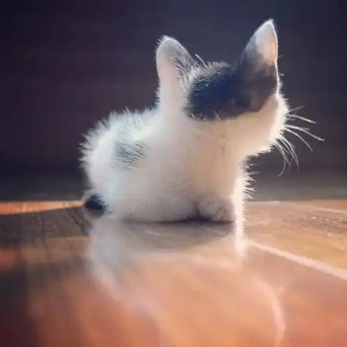  一组软萌的猫咪背影图片太治愈了,怎么都看不够