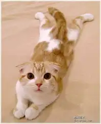 同事有意领养小猫咪,请大家帮忙