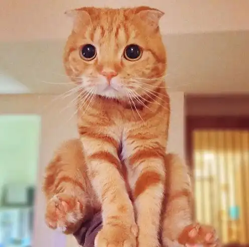  颜值最高的橘猫,一个眼神就能让人心动,看完忍不住想摸