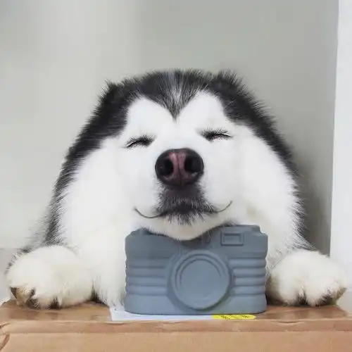 柴犬哈士奇头像图片压抑