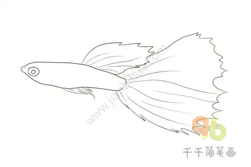  漂亮的孔雀鱼简笔画图片