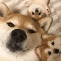  qq头像萌宠图片大全