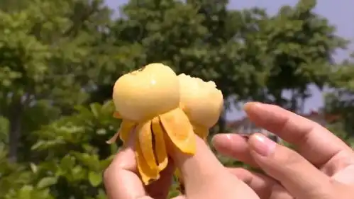 东山白玉枇杷已经下市了吗,现在还有吗