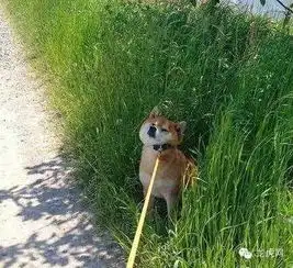  柴犬果然是整个汪星球唯一可以打败哈士奇的二货