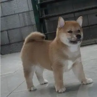  南京哪里有卖秋田犬.南京家养纯种秋田犬.南京纯种秋田犬价格