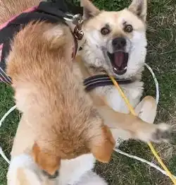  几张图带你领教柴犬有多二,哈士奇表示甘拜下风