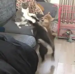 柴犬哈士奇头像图片小哈
