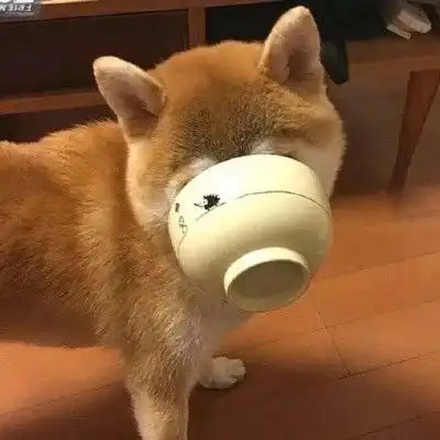 逗比头像沙雕柴犬