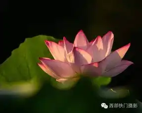  8.6日影友摄影作品点评