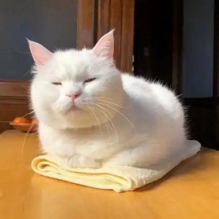  可爱的小猫咪头像可爱猫咪想睡觉打哈欠的