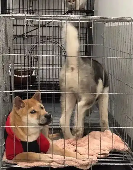  把柴犬跟哈士奇关在一起,柴犬一副嫌弃的表情也是很魔性