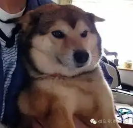  哈士奇与柴犬的混血居然是这样的,毫无违和感