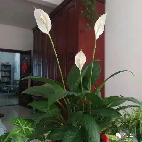  这3种花摆在北窗台,少浇水,夏天更容易养出好状态