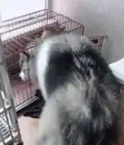  主人给小柴犬买了个笼子,结果被上百斤的阿拉看到后,竟然