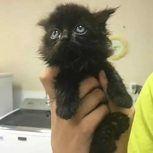  小黑猫靠着侏儒哥哥被收养,不爱微笑不乖巧,这份幸福它无福享受