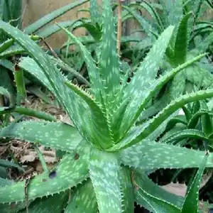  什么样的芦荟植物可以护肤最好带图片最好带图片