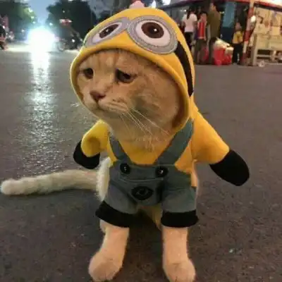 萌宠可爱猫咪头像芭蕾