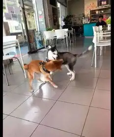  哈士奇以为柴犬好欺负,就上去招惹它,没想到却被柴犬打惨了