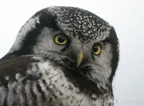  600万年前猫头鹰竟然不是夜猫子