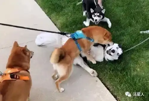  哈士奇挑衅两只柴犬,下一秒直接怂成狗了,笑死