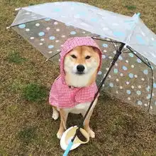  暴雨大风坏天气也一起翻工,未来5天都是雨雨雨,广州人别哭要挺住