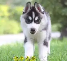  黄页88高清图片